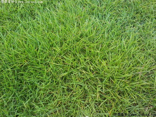 <strong>天鵝絨草坪冬天常綠嗎，會不會發黃</strong>