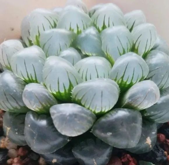北向陽臺養多肉，選“冰燈玉露”，輕松上手易養護，透的像鉆石
