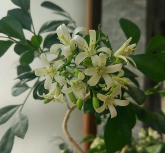 香味好聞的5種花，家里養一盆，清新又舒適！