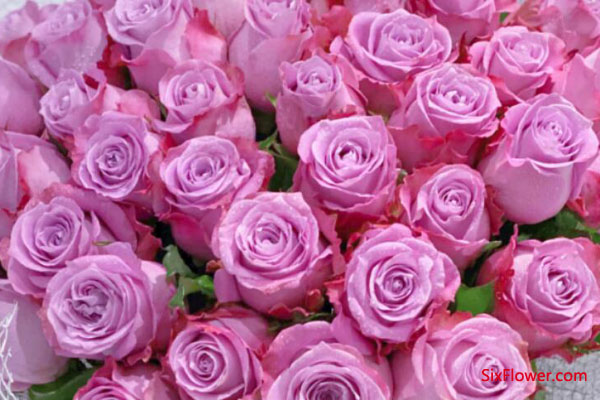 女朋友生日送紫玫瑰代表什么意思？