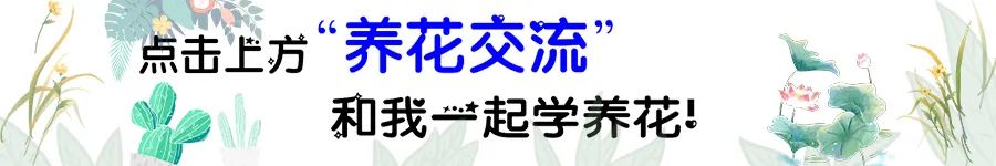 法師多肉好養又便宜，葉型像玫瑰，枝條剪下可不斷扦插，成活率高