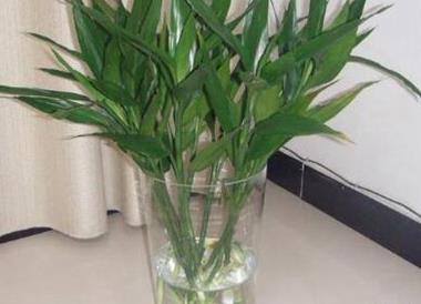 十種辦公室適合養的植物