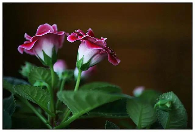 五種簡單好養的耐陰花，室內光照不好，也能花開不斷