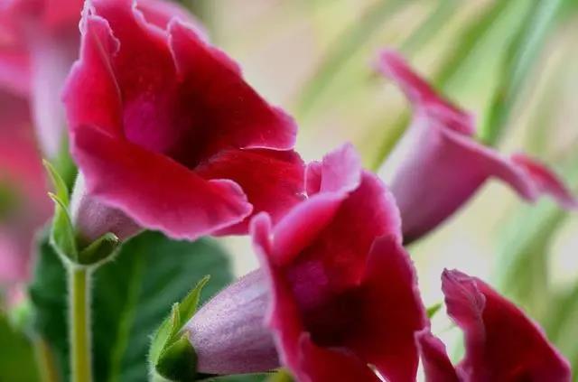 室內花期長好看又好養的花_花期長的室內_花期長好養的室內花卉