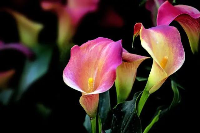 花期長的室內_花期長好養的室內花卉_室內花期長好看又好養的花