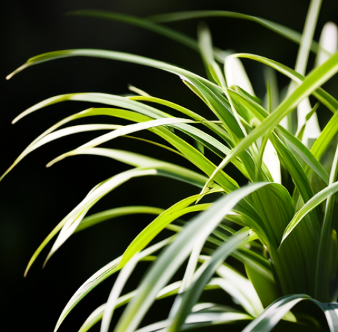 客廳放什么綠植好？這6種，四季常綠，凈化家中的空氣，便宜好養