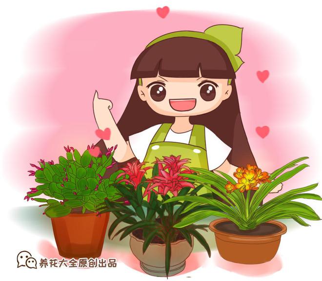 凈化室內空氣綠植_凈化空氣易養活的花_什么綠植好養活又能凈化空氣