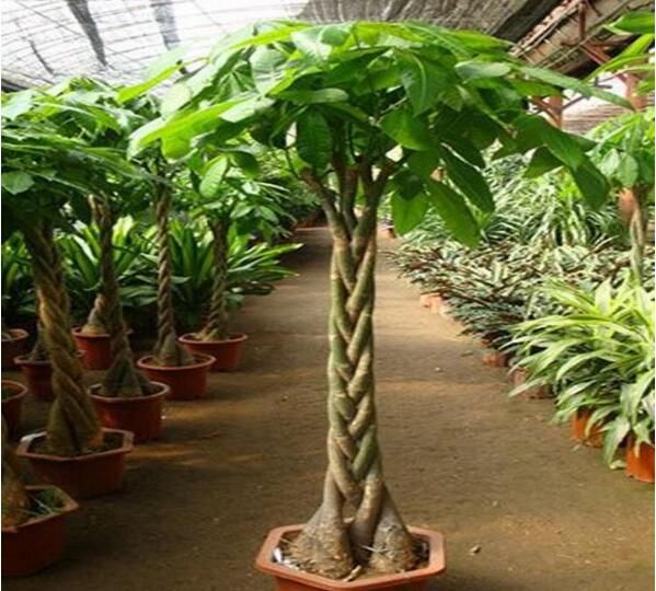 凈化空氣易養活的花_什么綠植好養活又能凈化空氣_凈化室內空氣綠植