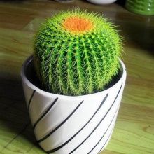 凈化室內空氣綠植_什么綠植好養活又能凈化空氣_凈化空氣易養活的花