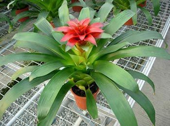 什么綠植好養活又能凈化空氣_凈化空氣易養活的花_凈化室內空氣綠植