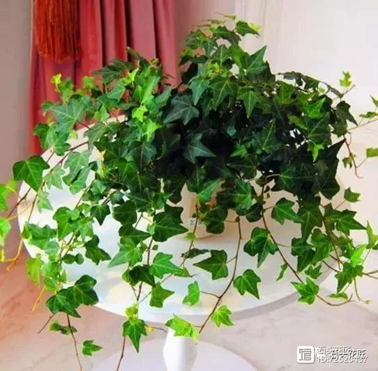 凈化空氣的室內植物二手煙_凈化二手煙味的植物_凈化二手煙的室內植物