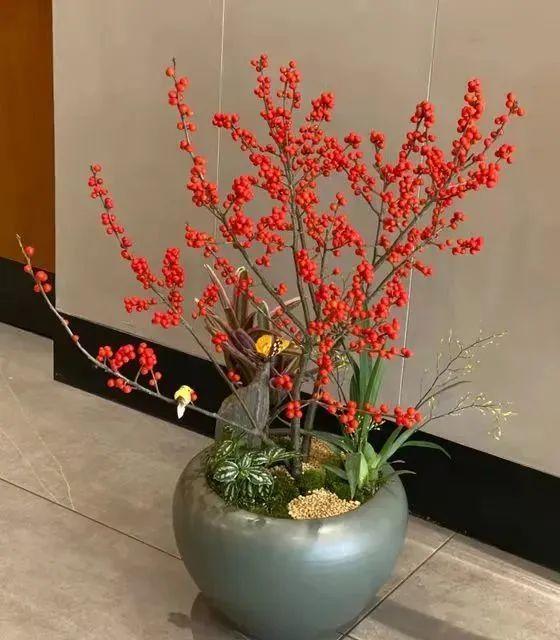 一年四季開花的室內花卉_室內養(yǎng)花四季開花植物_花卉開花四季室內能養(yǎng)嗎