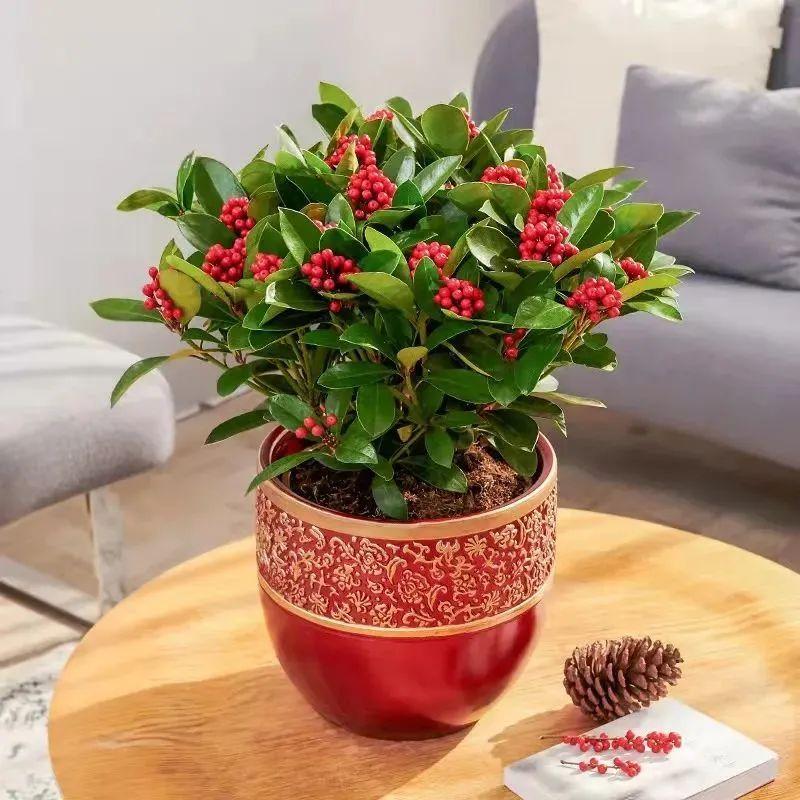 一年四季開花的室內花卉_室內養(yǎng)花四季開花植物_花卉開花四季室內能養(yǎng)嗎