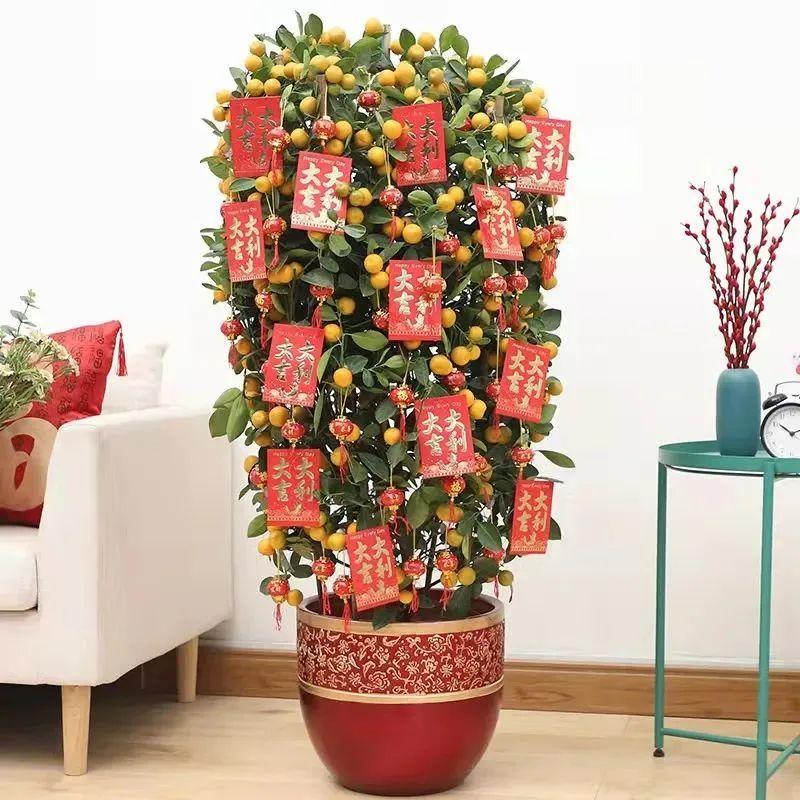 一年四季開花的室內花卉_室內養(yǎng)花四季開花植物_花卉開花四季室內能養(yǎng)嗎