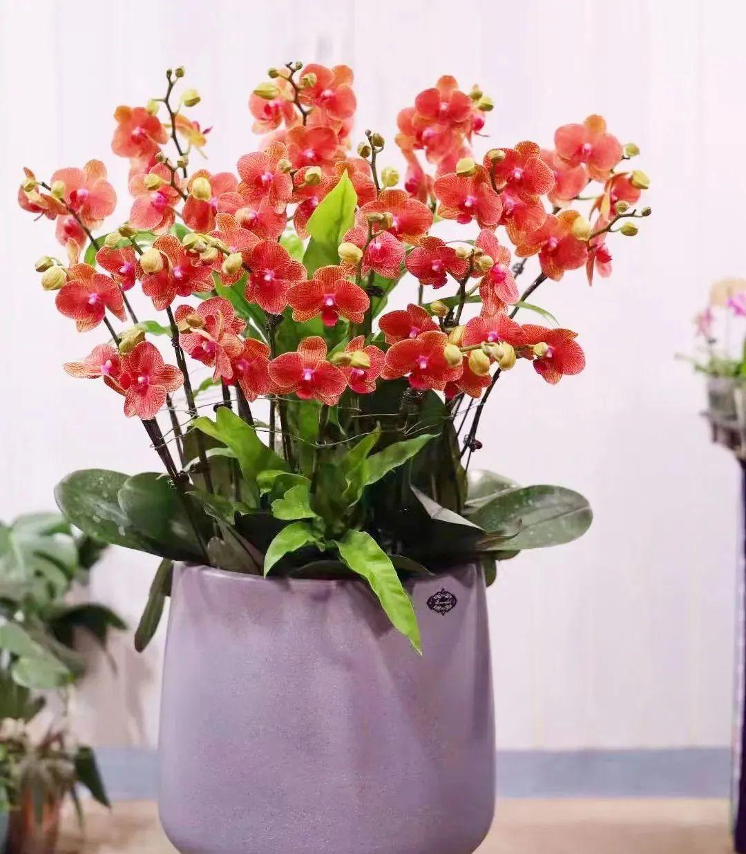 室內養(yǎng)花四季開花植物_花卉開花四季室內能養(yǎng)嗎_一年四季開花的室內花卉