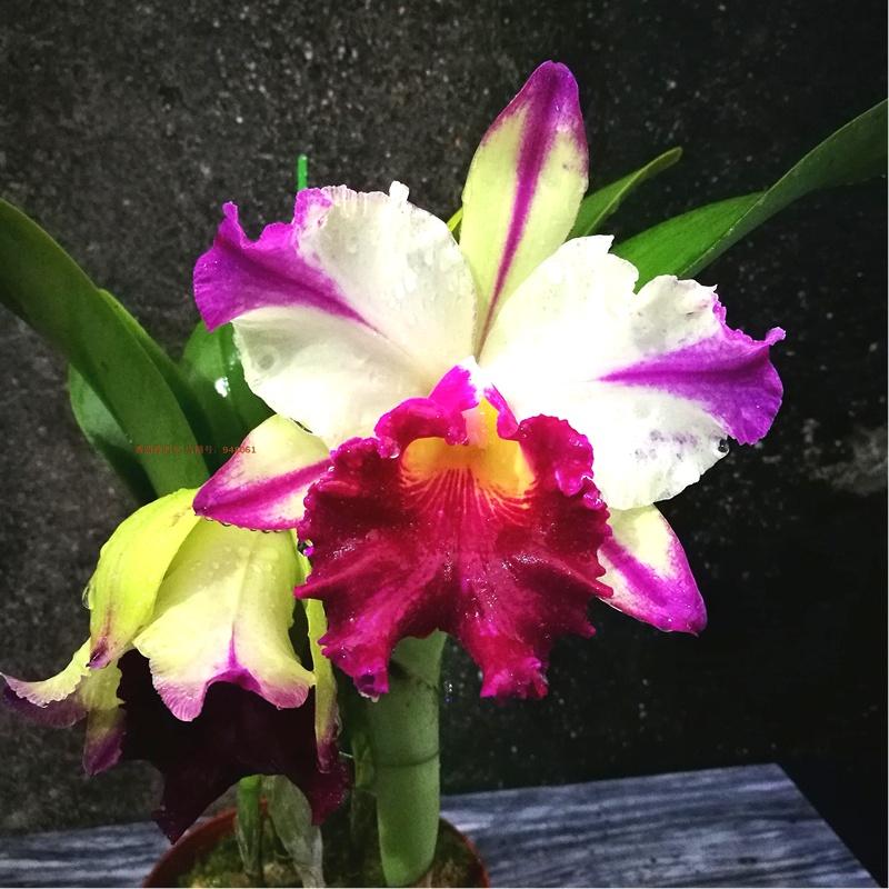 花卉開花四季室內能養(yǎng)嗎_一年四季開花的室內花卉_室內養(yǎng)花四季開花植物