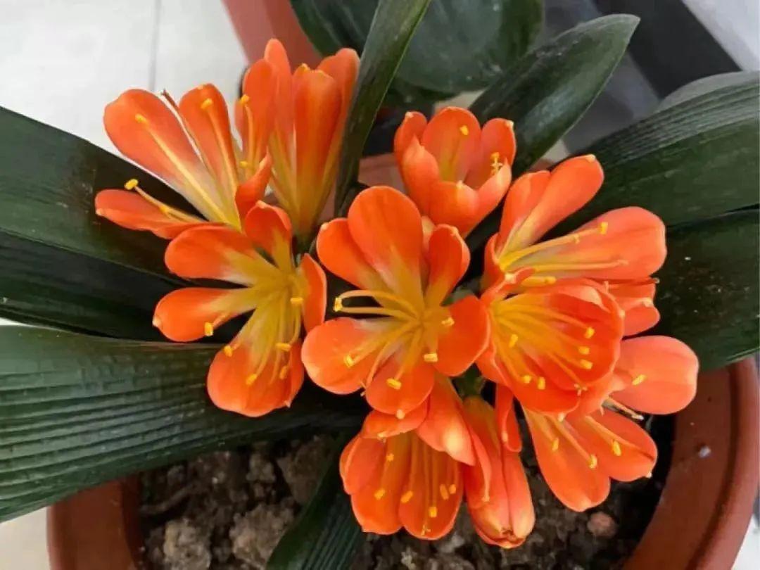 室內養(yǎng)花四季開花植物_一年四季開花的室內花卉_花卉開花四季室內能養(yǎng)嗎