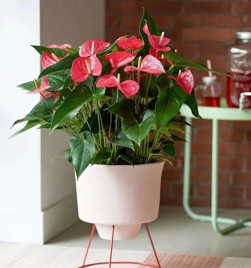 室內養(yǎng)花四季開花植物_花卉開花四季室內能養(yǎng)嗎_一年四季開花的室內花卉