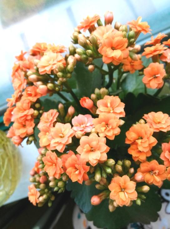 花卉開花四季室內能養(yǎng)嗎_室內養(yǎng)花四季開花植物_一年四季開花的室內花卉