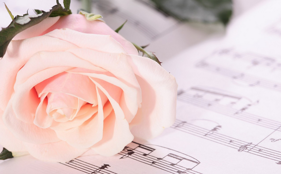 送表白玫瑰花一般送幾朵_表白送玫瑰花要對對方說什么話_表白一般送幾朵玫瑰花