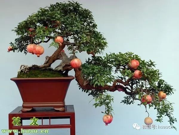 <strong>【春季養花】春天怎么養花？盆栽花卉春季養護六要點</strong>