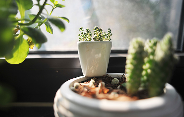 中低檔多肉植物價格大跳水：“現在100元可以買一窗臺”