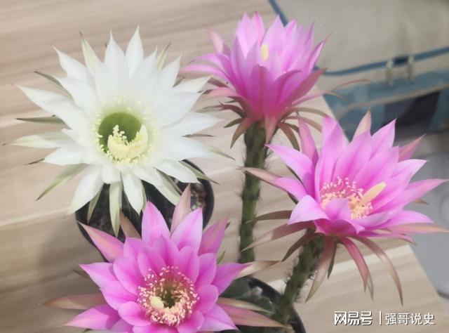 <strong>仙人球怎么追施用花多多10號肥？花前如何施肥？</strong>
