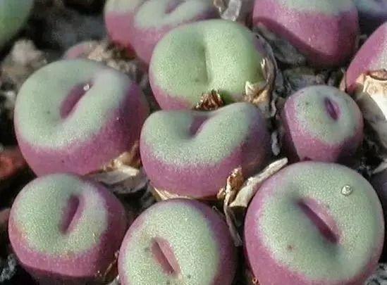 長得最大的多肉植物_植物多肉長得大怎么回事_植物多肉長得大怎么辦