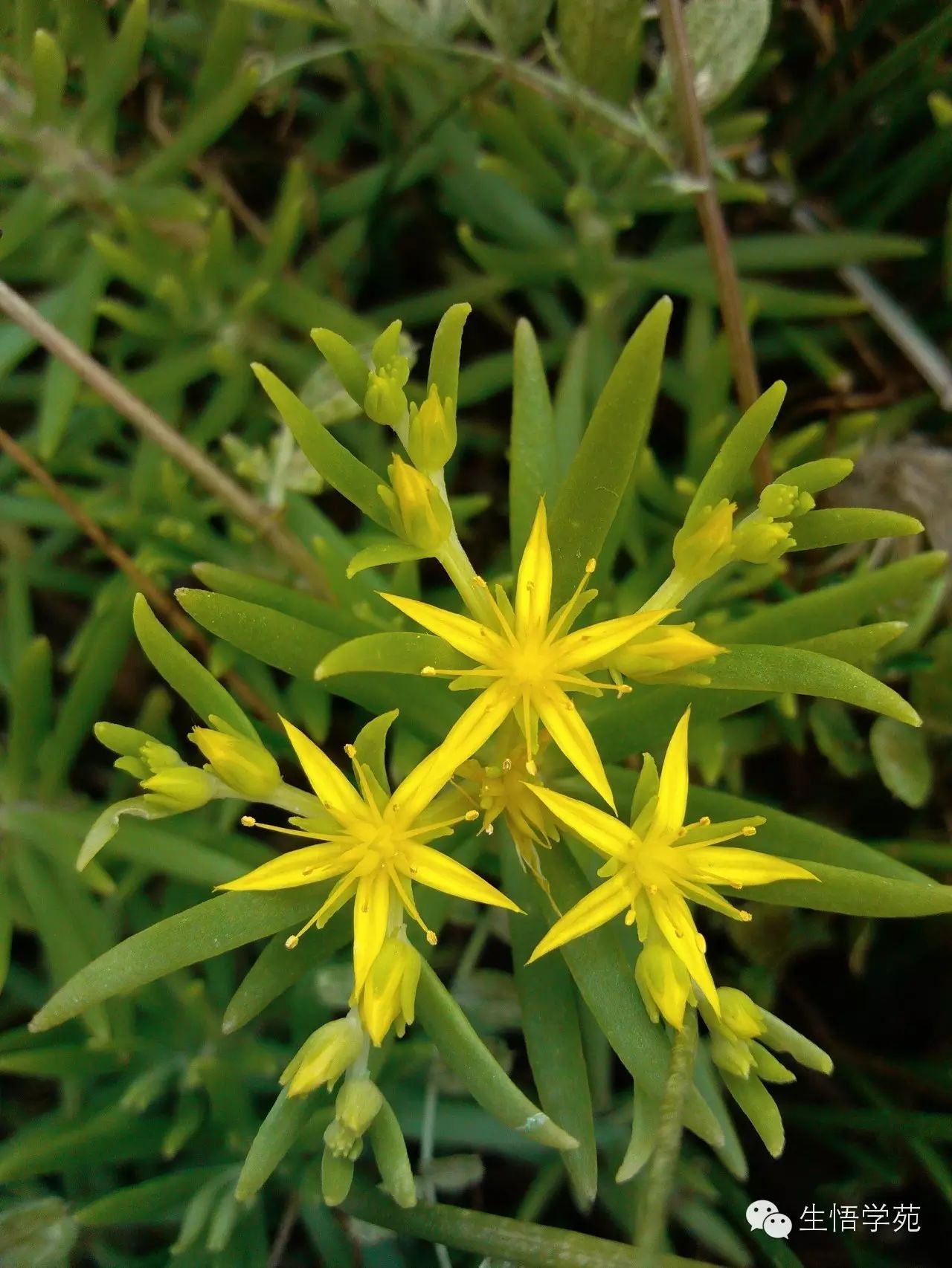 野外的多肉景天正開花——垂盆草