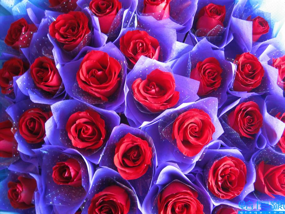 送玫瑰粉紅色花代表什么含義_送粉紅色的玫瑰花代表什么_送粉色玫瑰代表啥