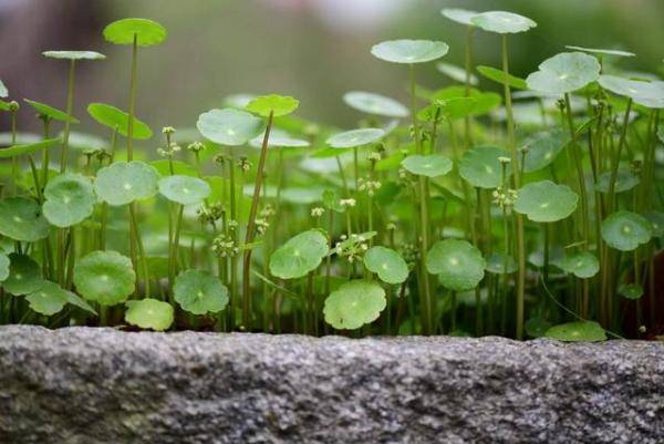 銅錢草、金錢草、鐵線蕨長得像，養護方法也相似，都很容易爆盆