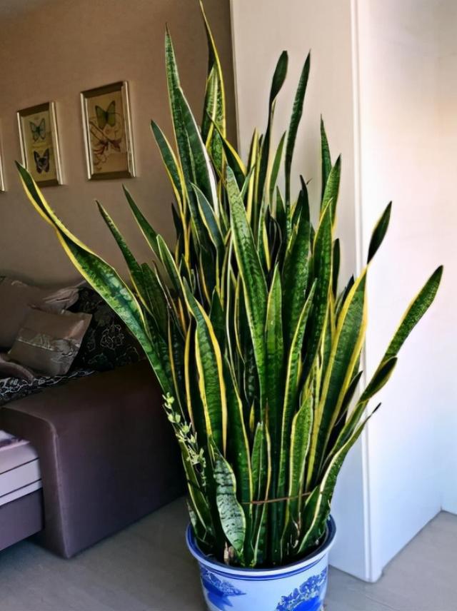 家里盆栽養什么植物好_盆栽植物好養室內_家養的盆栽植物