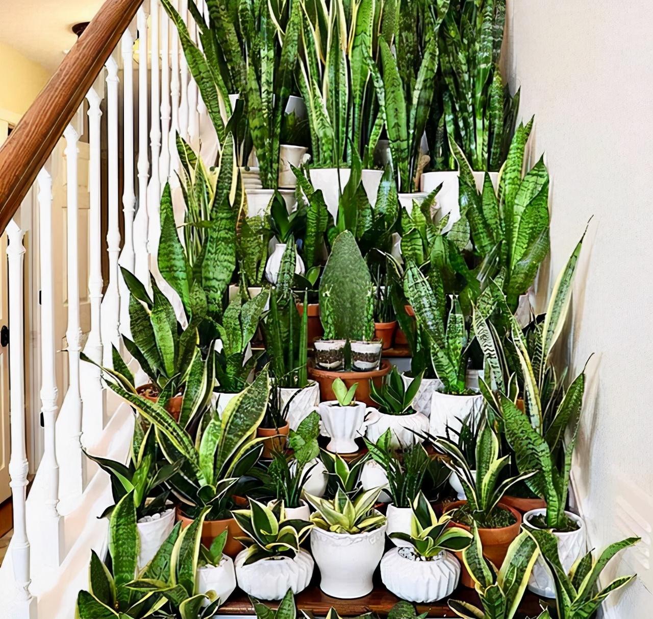 家養的盆栽植物_家里盆栽養什么植物好_盆栽植物好養室內