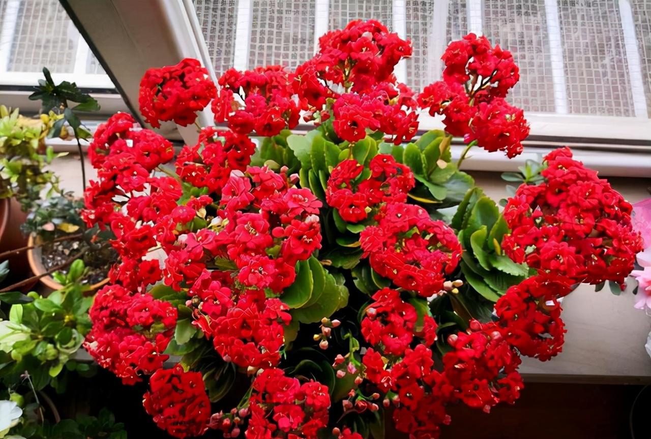 家里盆栽養什么植物好_盆栽植物好養室內_家養的盆栽植物