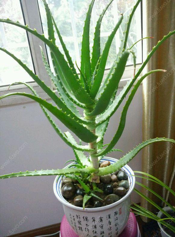 家養的盆栽植物_家里盆栽養什么植物好_盆栽植物好養室內