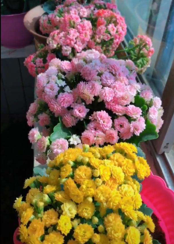 家養的盆栽植物_盆栽植物好養室內_家里盆栽養什么植物好