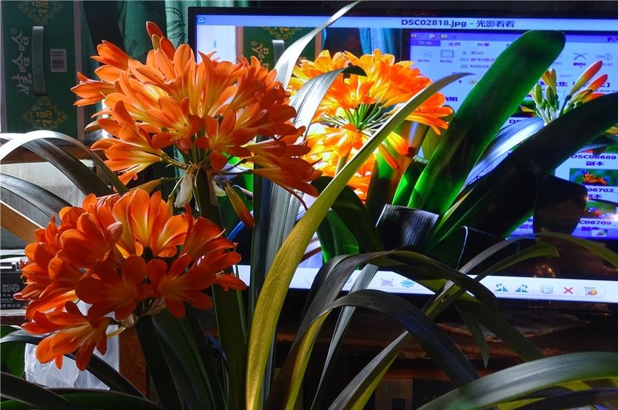 盆栽植物好養室內_家里盆栽養什么植物好_家養的盆栽植物