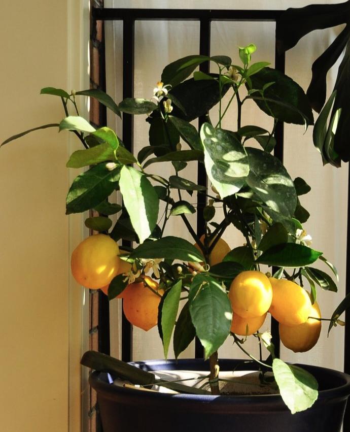 盆栽植物好養室內_家養的盆栽植物_家里盆栽養什么植物好