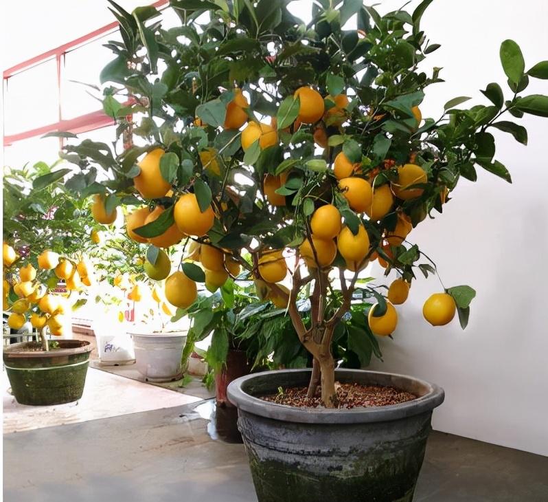 家里盆栽養什么植物好_家養的盆栽植物_盆栽植物好養室內