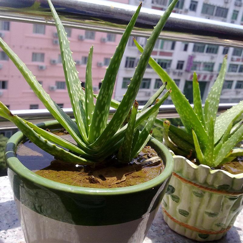 家里盆栽養什么植物好_盆栽植物好養室內_家養的盆栽植物