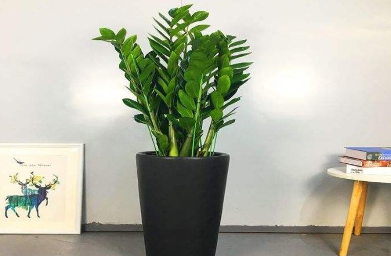 家里盆栽養什么植物好_家養的盆栽植物_盆栽植物好養室內