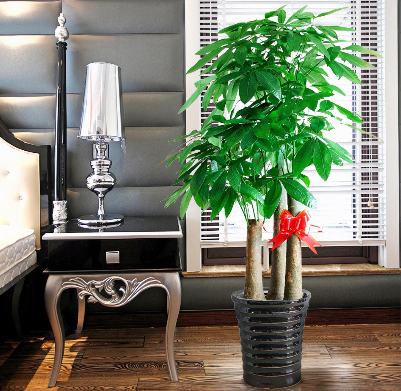 家里盆栽養什么植物好_家養的盆栽植物_盆栽植物好養室內