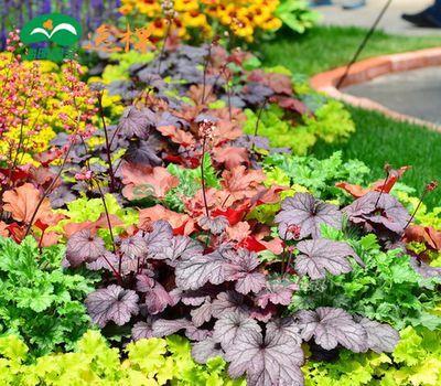 3種耐陰花，比綠蘿還好養，葉子比花美，不開花也漂亮