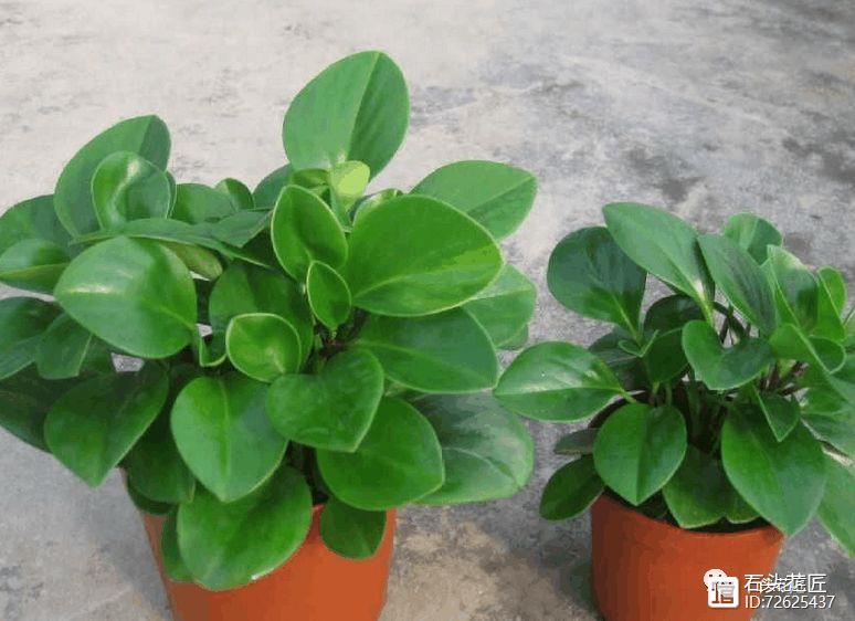 冬天窗戶密閉，此3種花是“二手煙”的克星，各養1盆，空氣清新