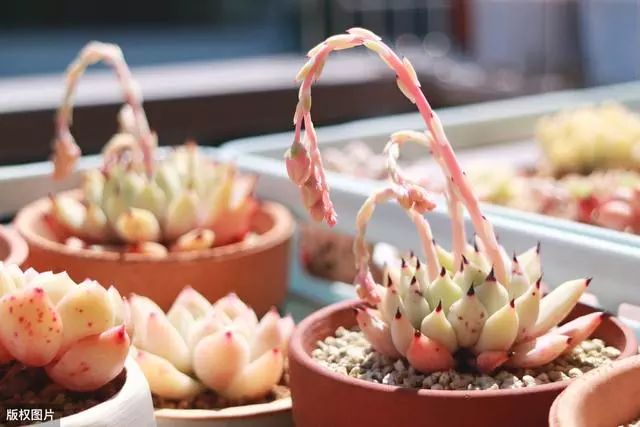 特別耐熱的多肉植物，夏天再長也不怕，依舊活得“有滋有味”