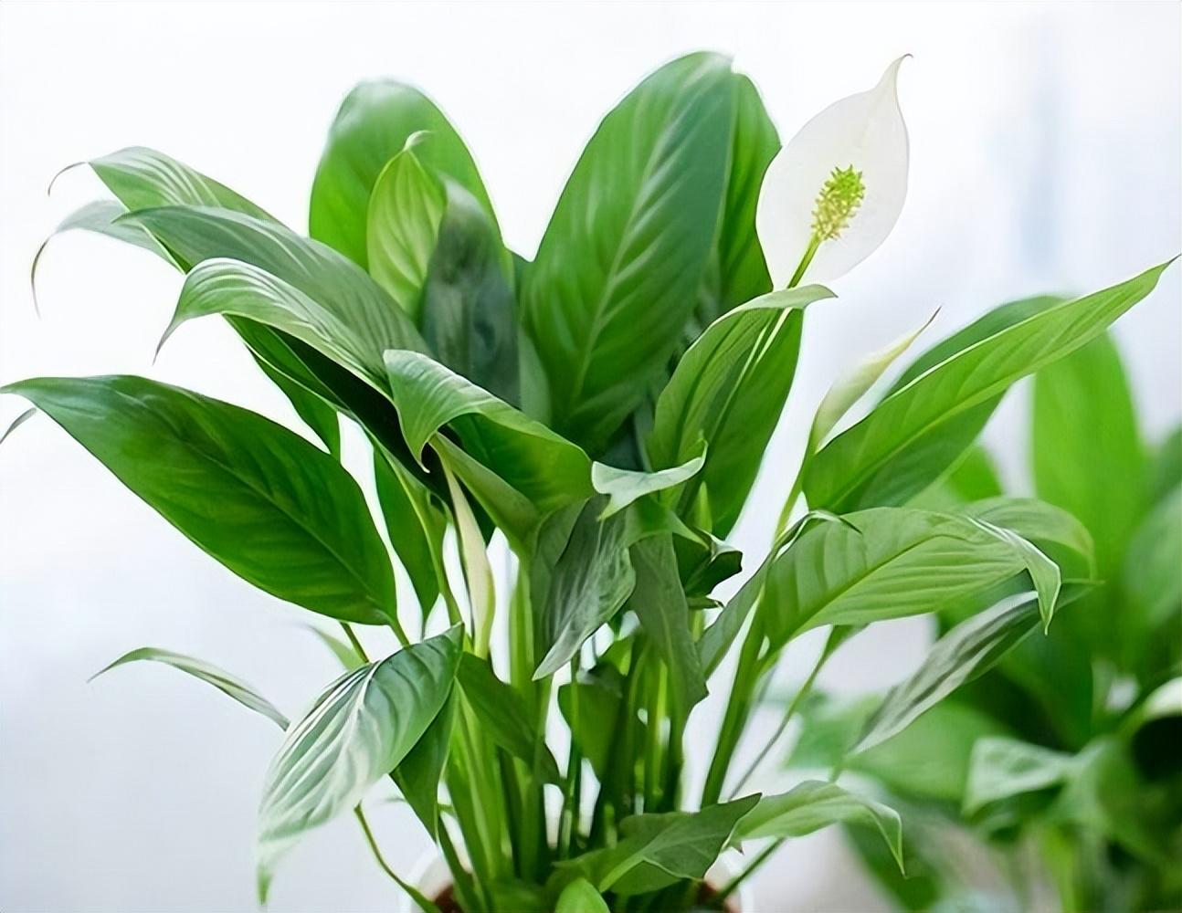 十種適合室內養的花_室內養適合花的植物_室內養適合花草的植物