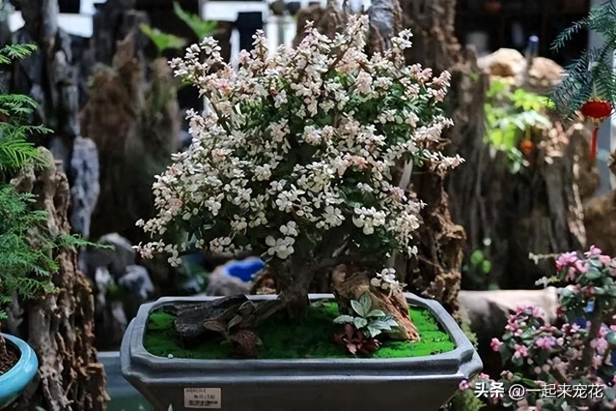 適合種植在臥室的5種花，擺在家里對身體好，一次養十盆不嫌多