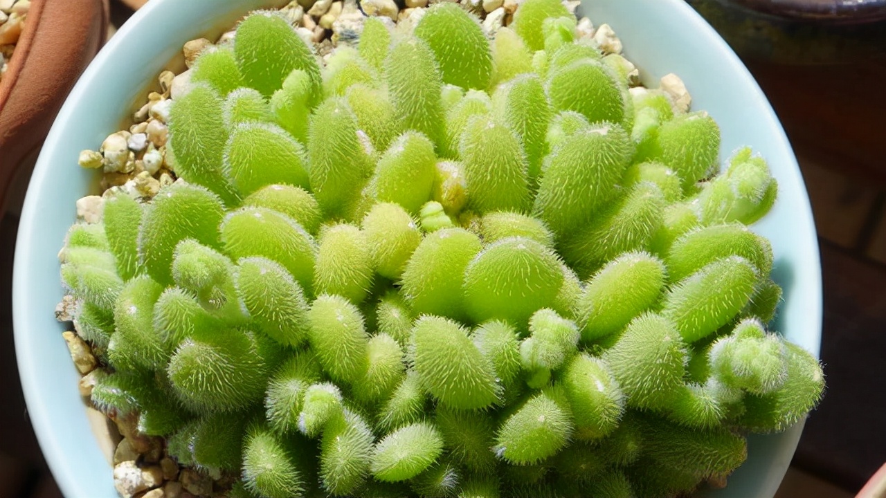 喜陰好養的室內多肉植物（這10款多肉耐陰能力強，在室內陽臺上照樣長得漂亮