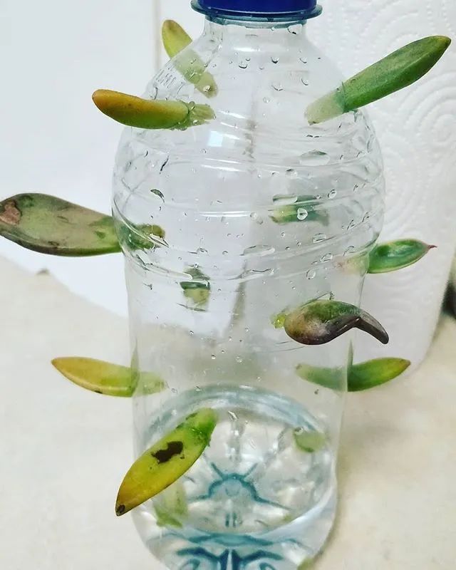 盆栽室內養植物多肉好嗎_盆栽多肉好養嗎_多肉植物室內盆栽好養