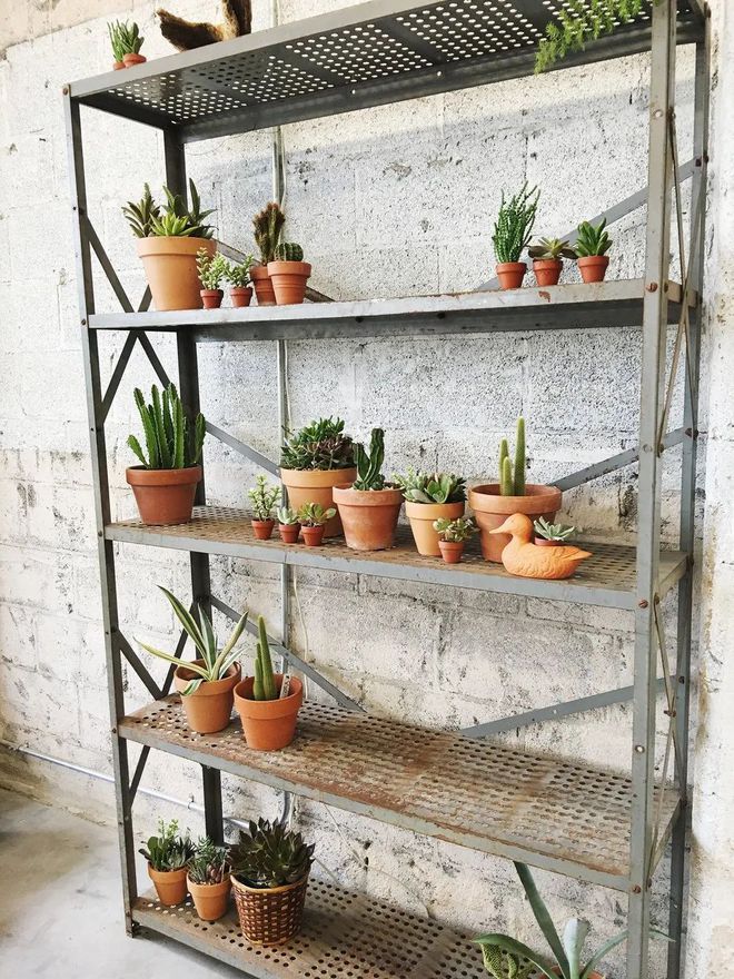 多肉植物室內盆栽好養_盆栽室內養植物多肉好嗎_盆栽多肉好養嗎